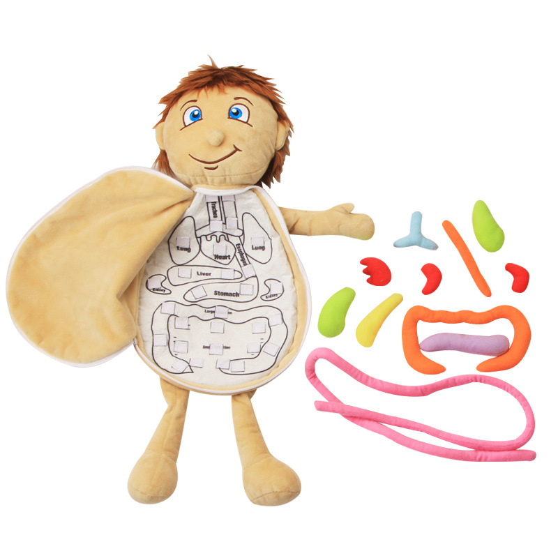 Human Body Puzzle - Verceras humanas, rompecabezas cognitivo 3D para