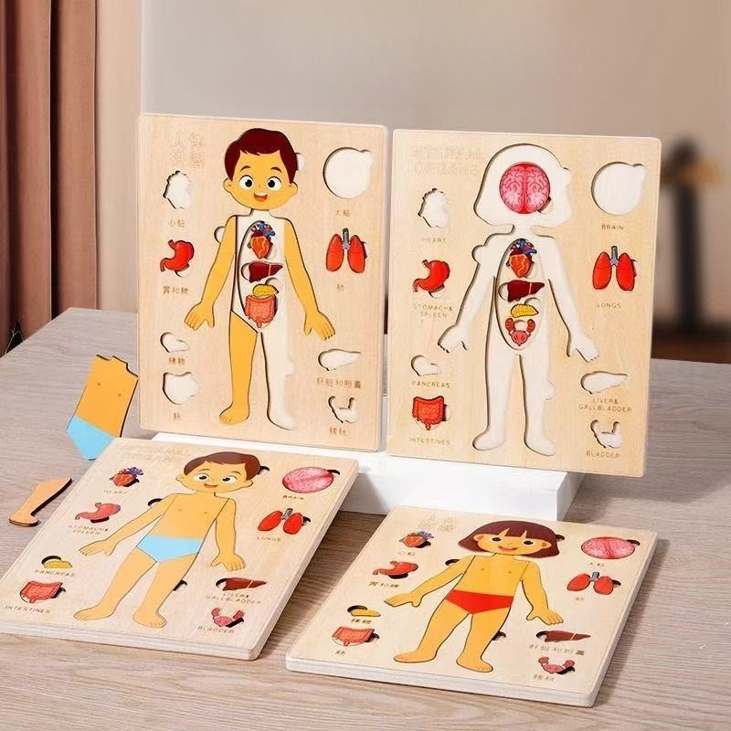 Human Body Puzzle - Rompecabezas Montessori, tablero ocupado, enseñanza del
