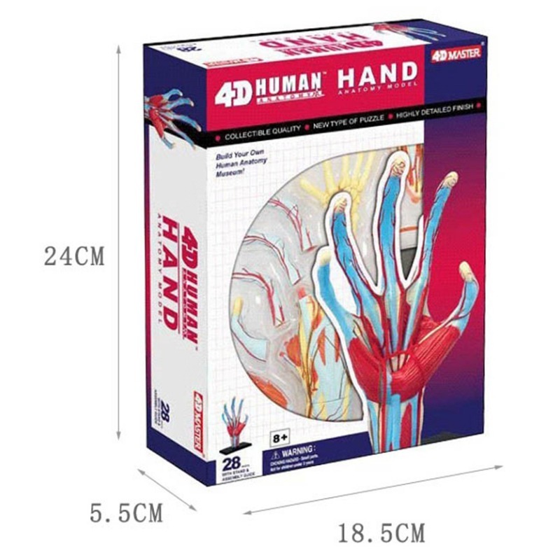 Human Body Puzzle - 4d maestro mano humana hueso músculo