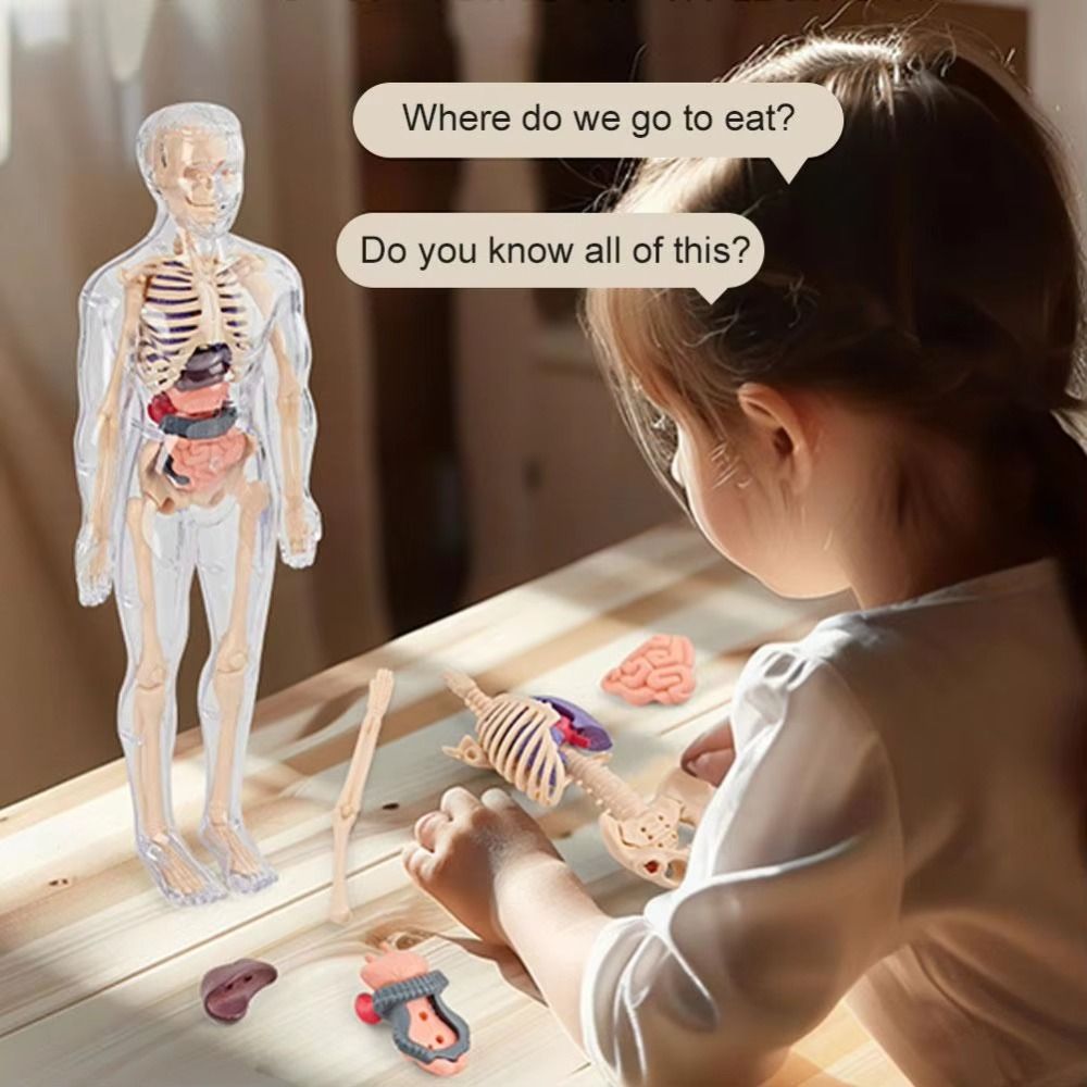Human Body Puzzle - Modelo de Torso Humano 3D de