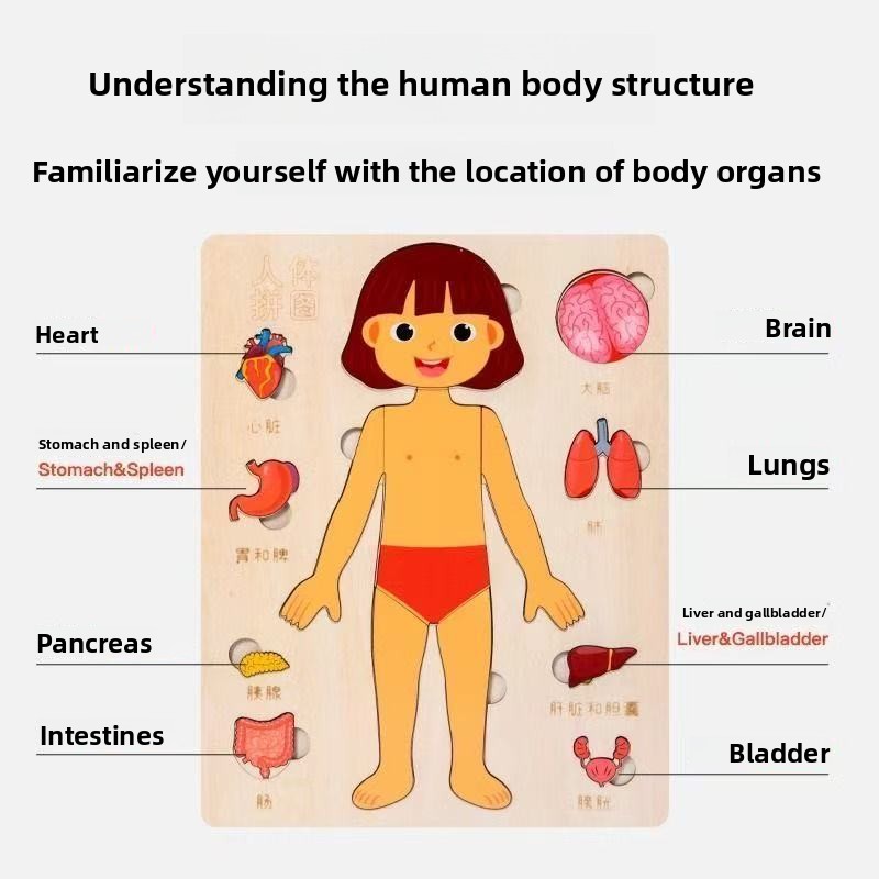 Rompecabezas Montessori, table - Human Body Puzzle reseña y precio