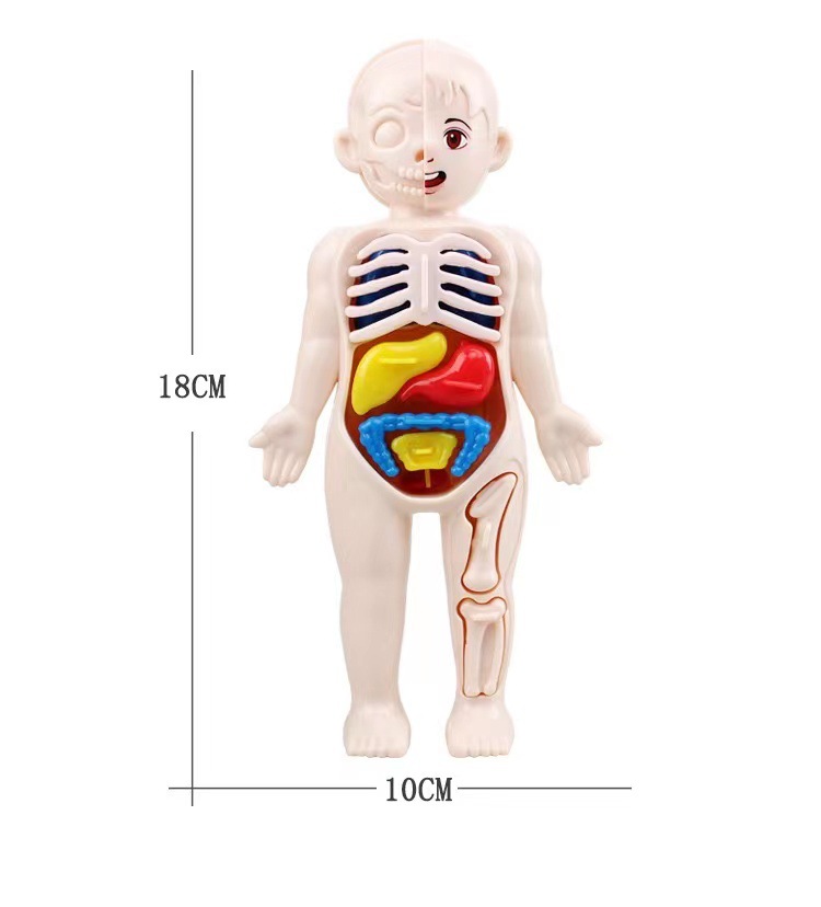 Rompecabezas Montessori 3D de  - Human Body Puzzle reseña y precio