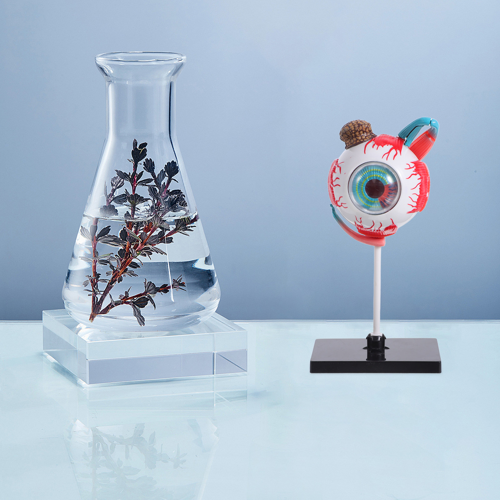 Rompecabezas Educativo de Anat - Human Body Puzzle reseña y precio