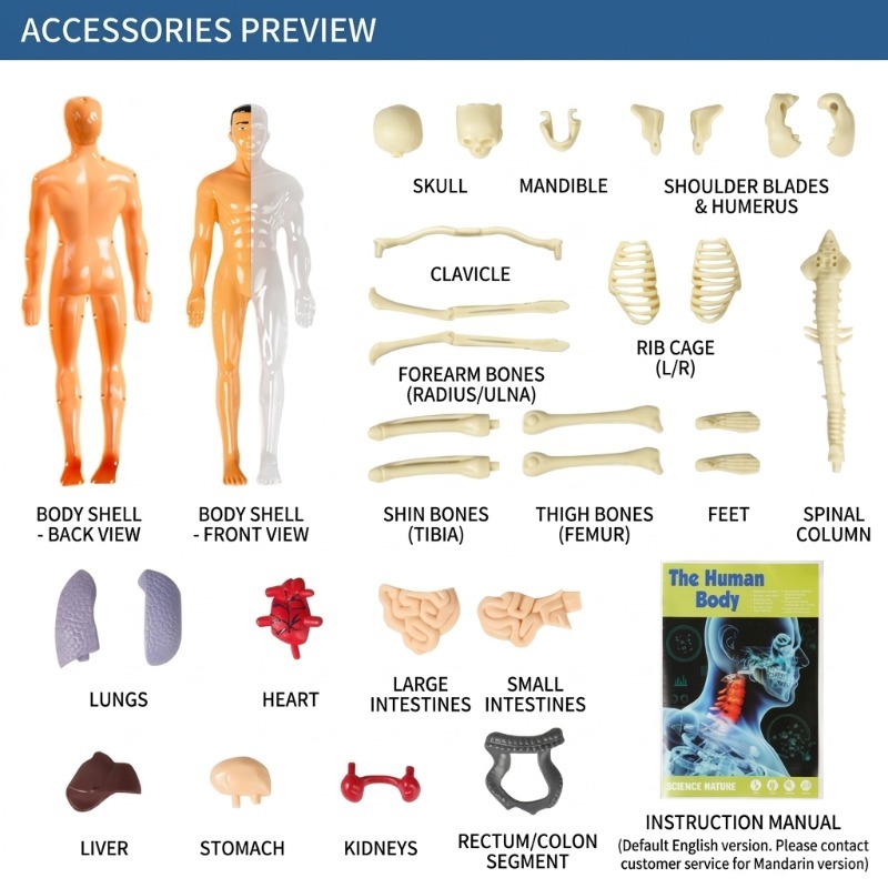 Kit de Experimentos Científico - Human Body Puzzle reseña y precio
