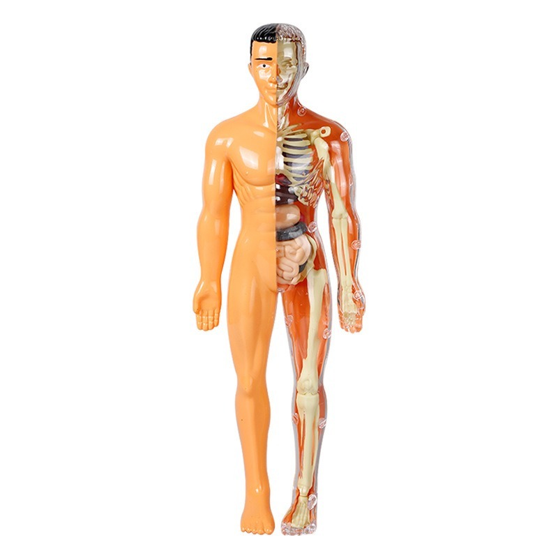 Kit de Experimentos Científico - Human Body Puzzle reseña y precio