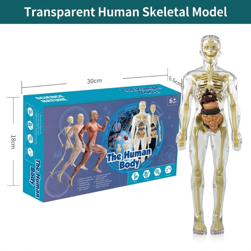 Kit de Experimentos Científico - Human Body Puzzle reseña y precio