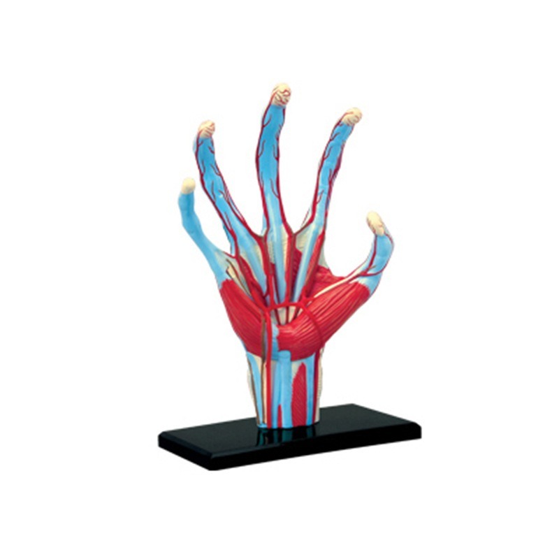4d maestro mano humana hueso m - Human Body Puzzle reseña y precio