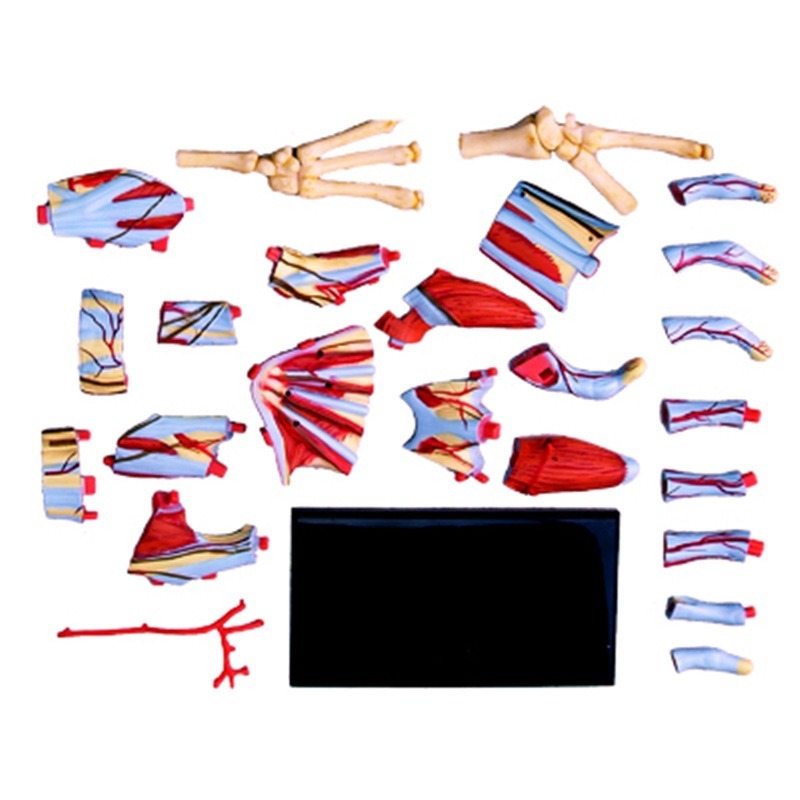 4d maestro mano humana hueso m - Human Body Puzzle reseña y precio