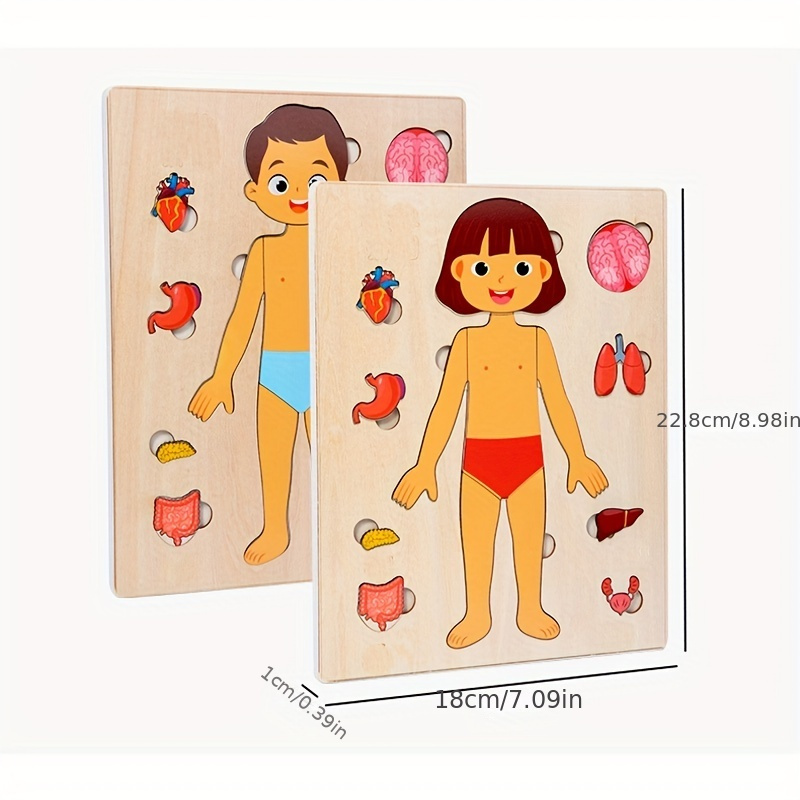 Juego de rompecabezas de anato - Human Body Puzzle reseña y precio