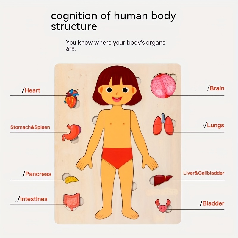 Juego de rompecabezas de anato - Human Body Puzzle reseña y precio