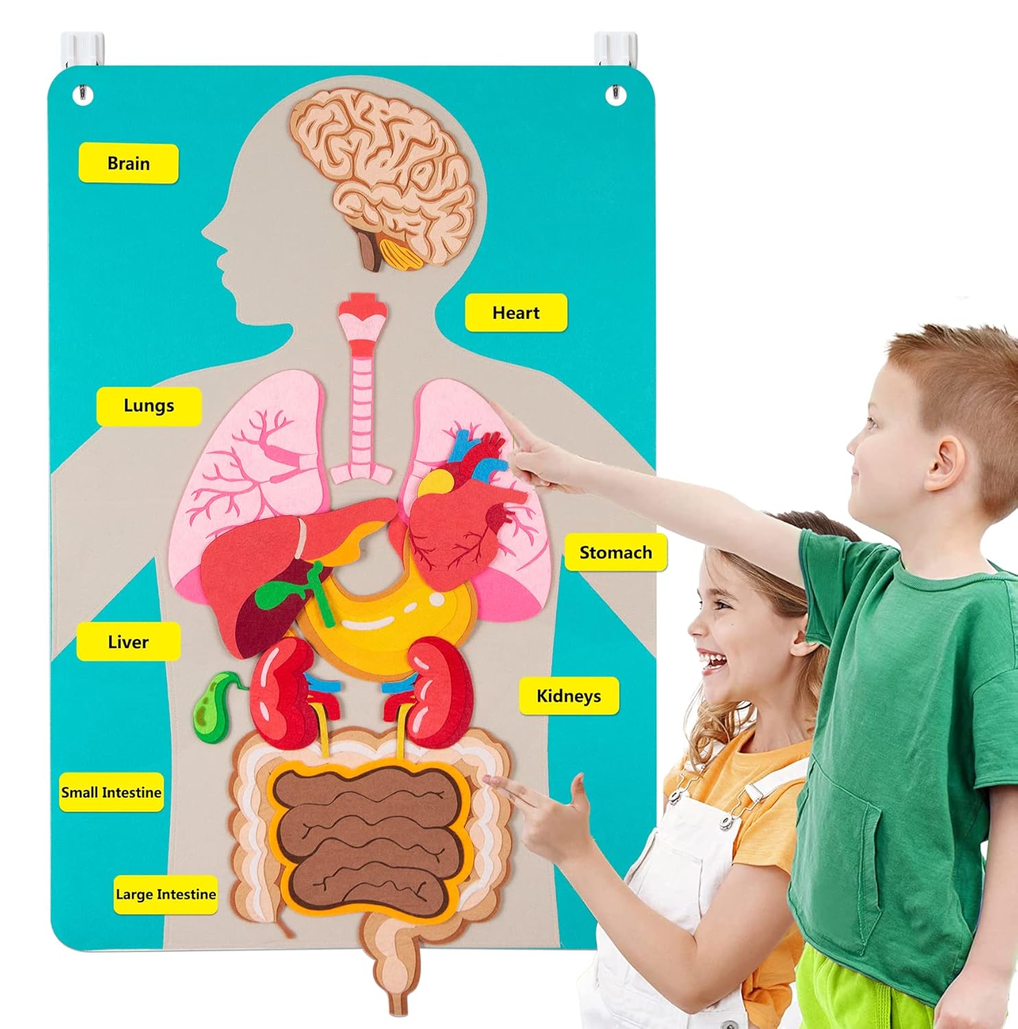Piezas del cuerpo humano, tabl - Human Body Puzzle reseña y precio