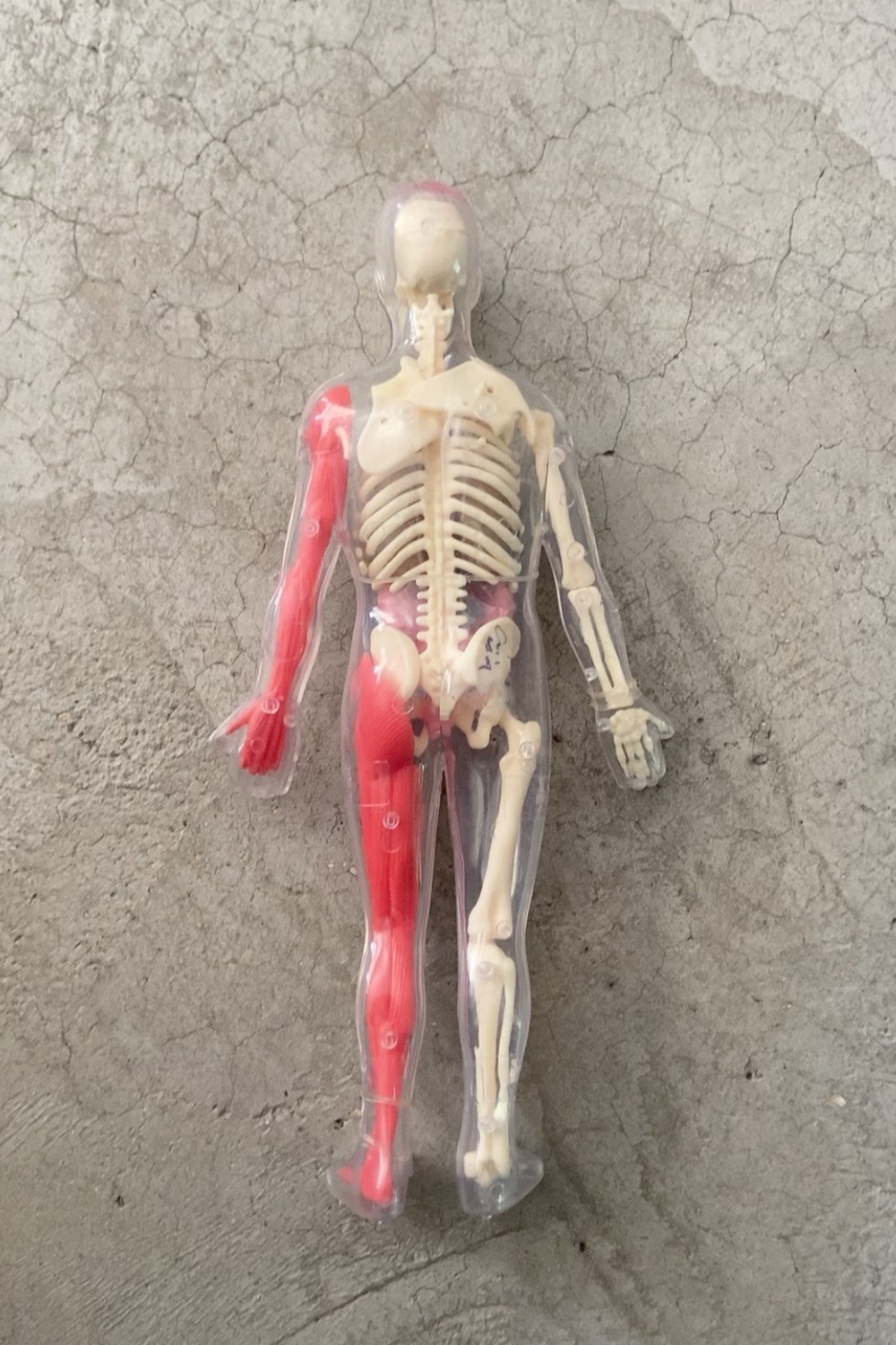En stock: Modelo de órgano hum - Human Body Puzzle reseña y precio
