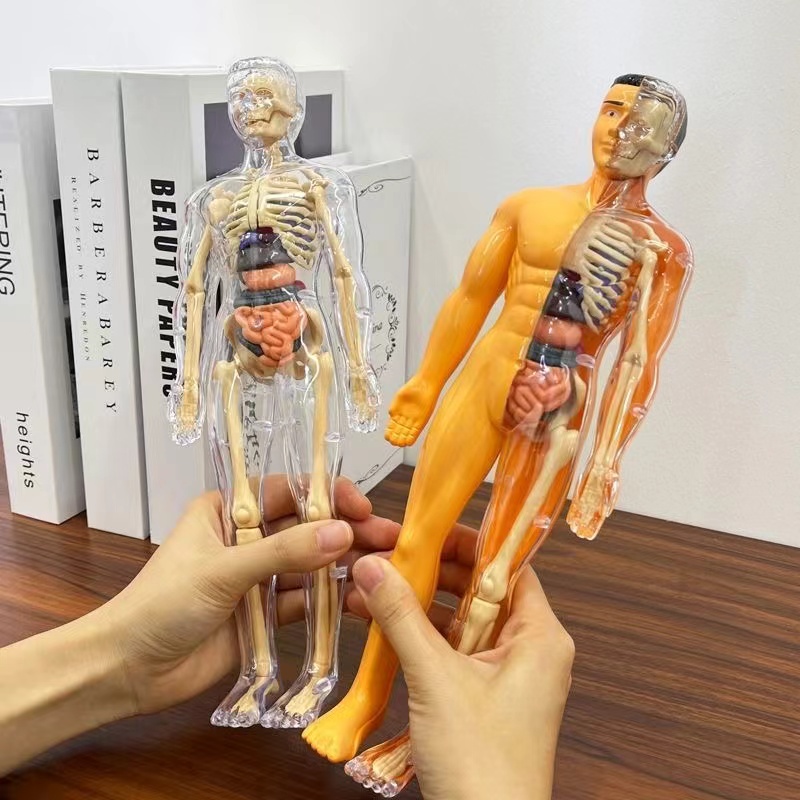 Modelo de Torso de cuerpo huma - Human Body Puzzle reseña y precio