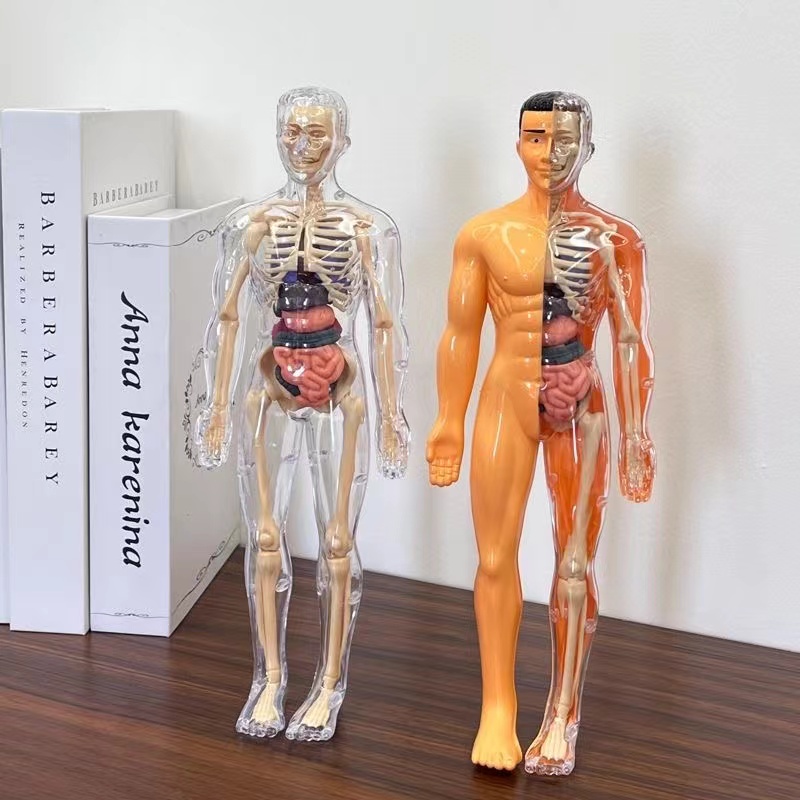 Modelo de Torso de cuerpo huma - Human Body Puzzle reseña y precio