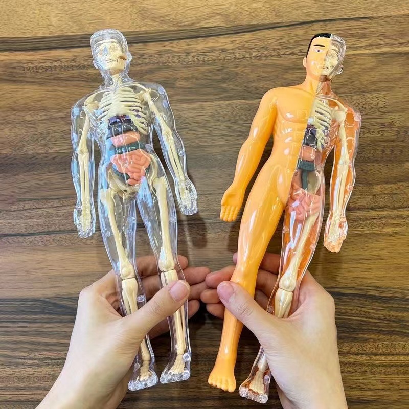 Modelo de Torso de cuerpo huma - Human Body Puzzle reseña y precio