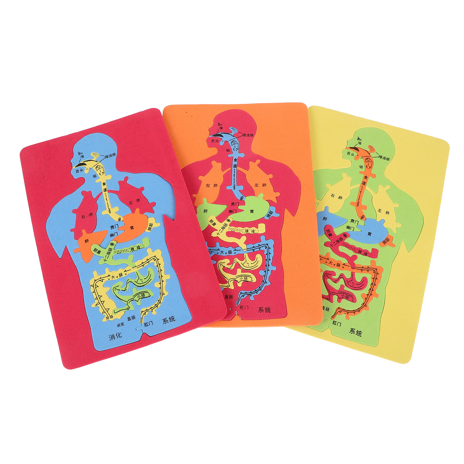 Rompecabezas de 3 Piezas de Ór - Human Body Puzzle reseña y precio