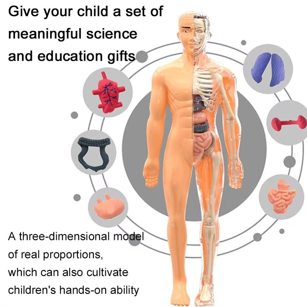 Modelo de Torso Humano 3D de P - Human Body Puzzle reseña y precio