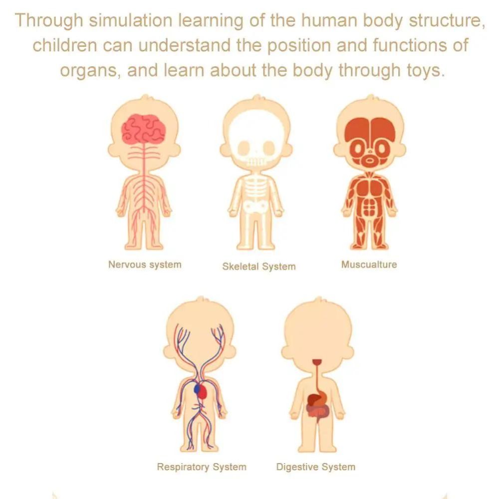 Modelo de Torso Humano 3D de P - Human Body Puzzle reseña y precio