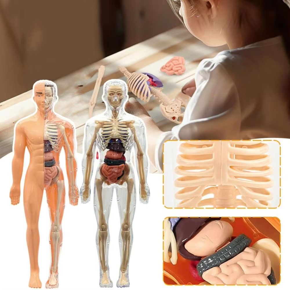 Modelo de Torso Humano 3D de P - Human Body Puzzle reseña y precio